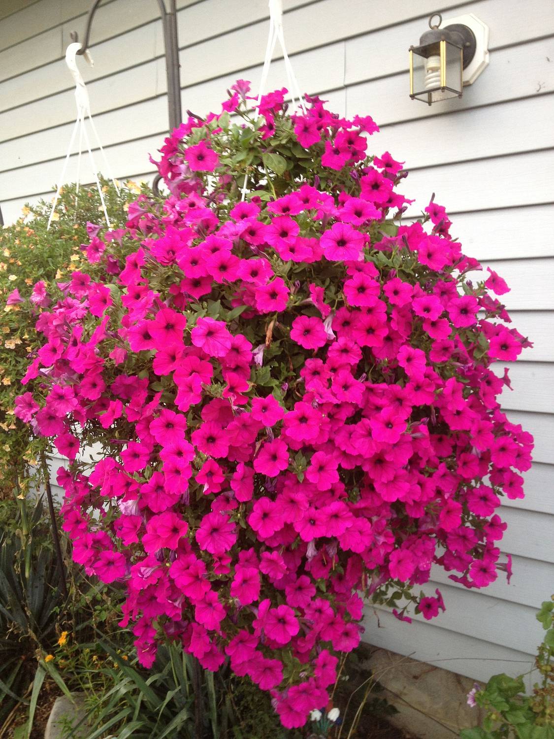 петуния "Элоиз" F1 каскадная пурпурная